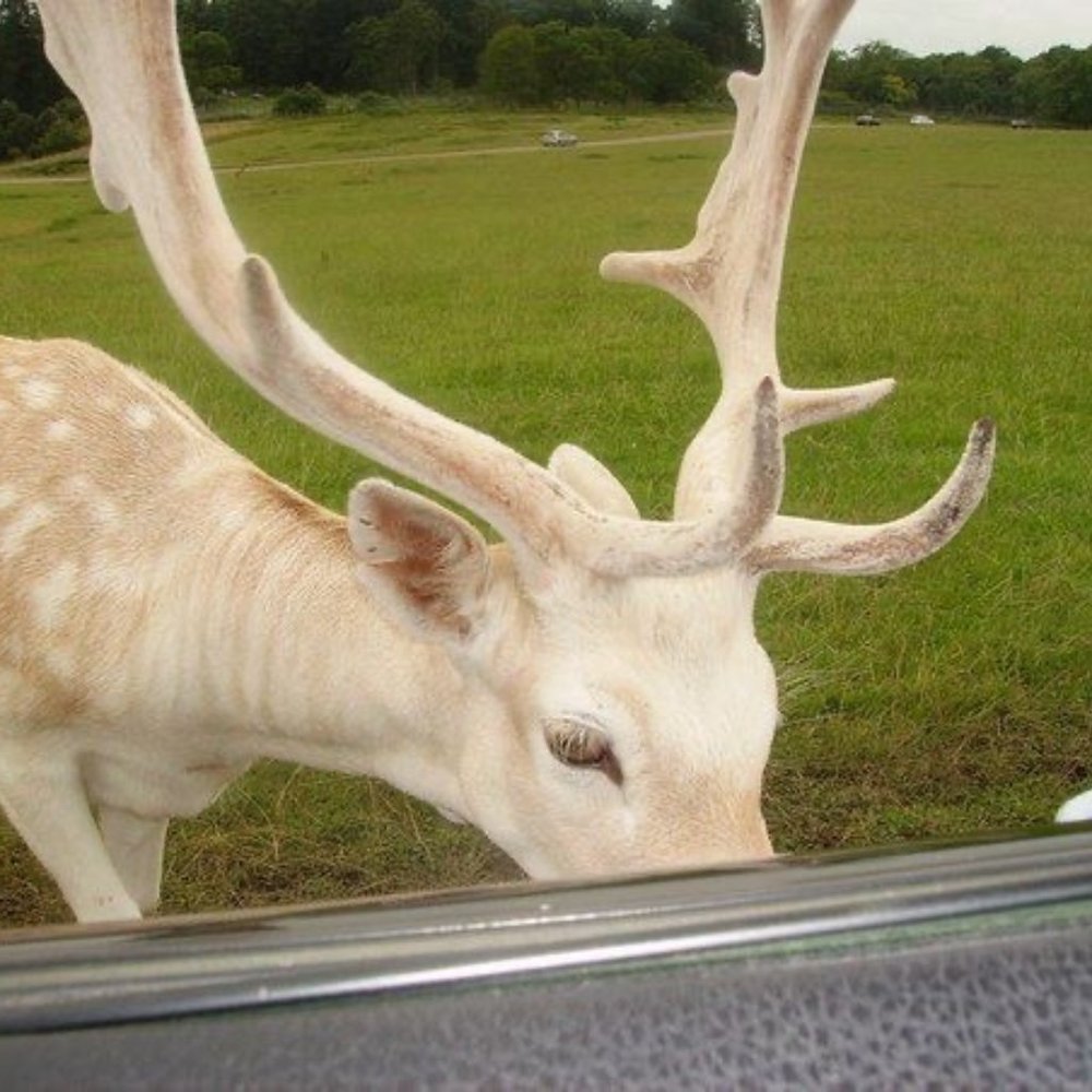 Meet your Posher, Angel